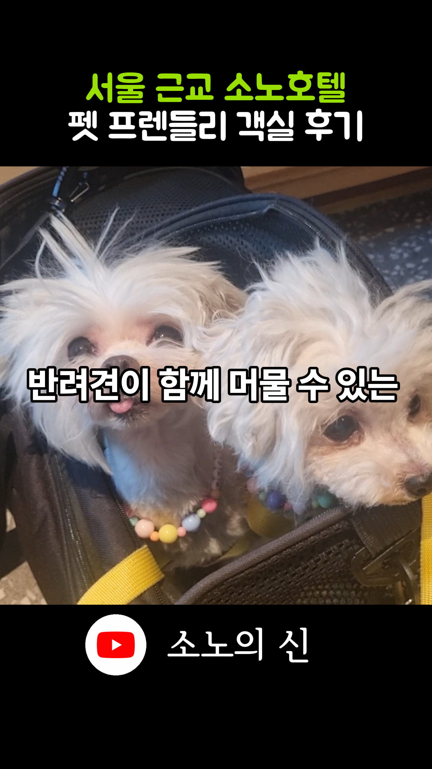 이동장 안에 있는 두 마리의 흰색 반려견과 반려견 동반 숙박 안내 문구