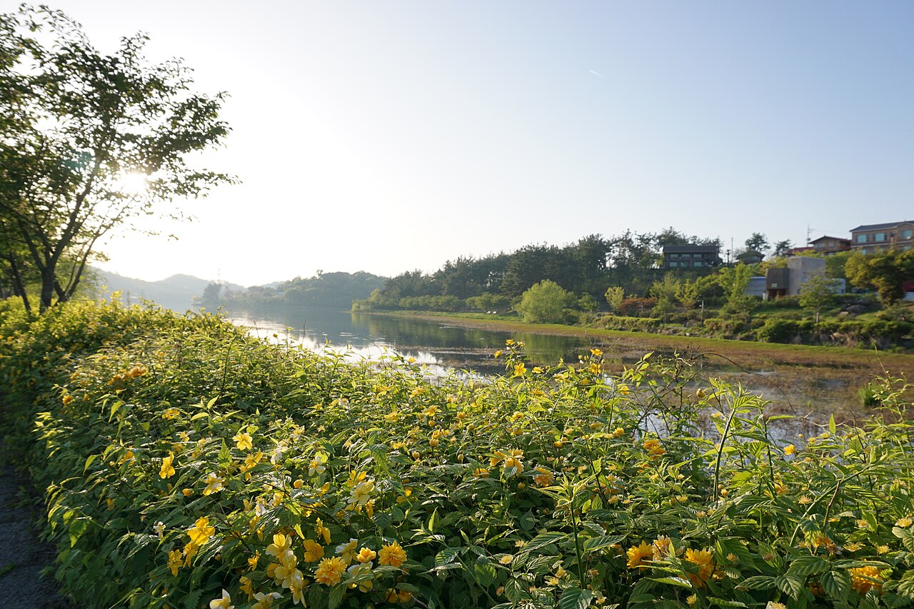 2026 군산 은파벚꽃야시장 사진